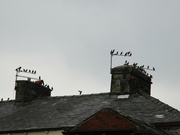 10th Sep 2021 - A gathering of Starlings