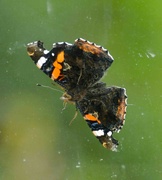 10th Sep 2021 - Red Admiral