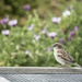 House Sparrow by kgolab