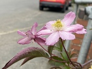 11th Sep 2021 - Pink flower by road