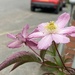 Pink flower by road by cafict