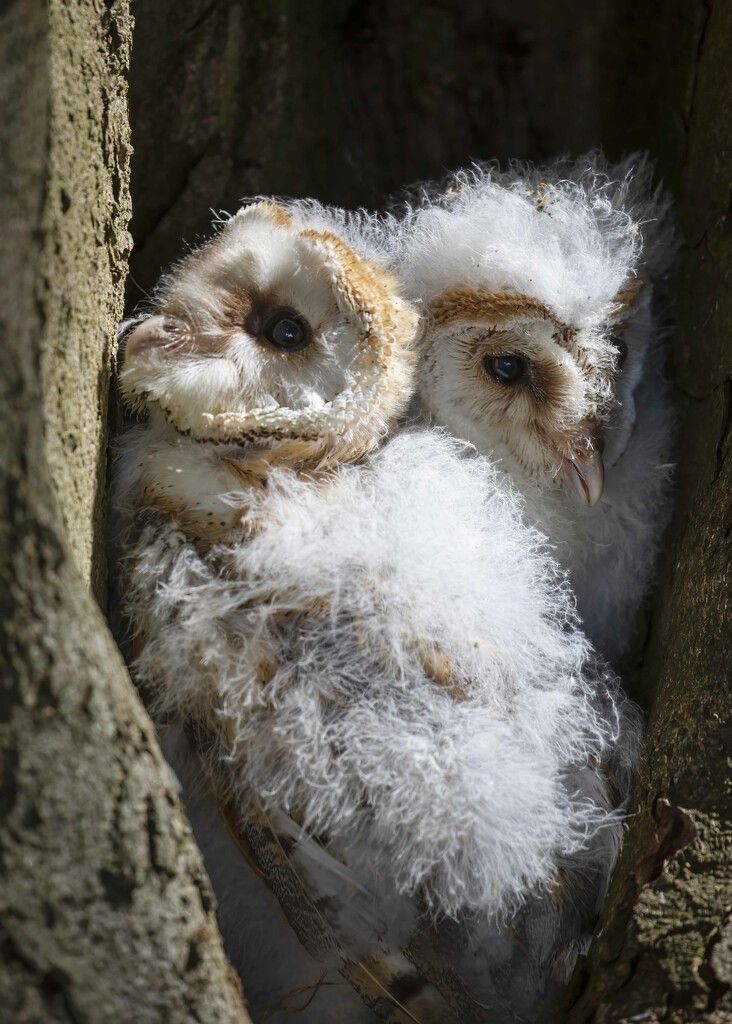 Barn Owl Chicks by shepherdmanswife