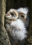 10th Sep 2021 - Barn Owl Chicks