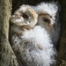 Barn Owl Chicks by shepherdmanswife