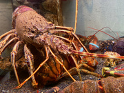 10th Sep 2021 - Lobster