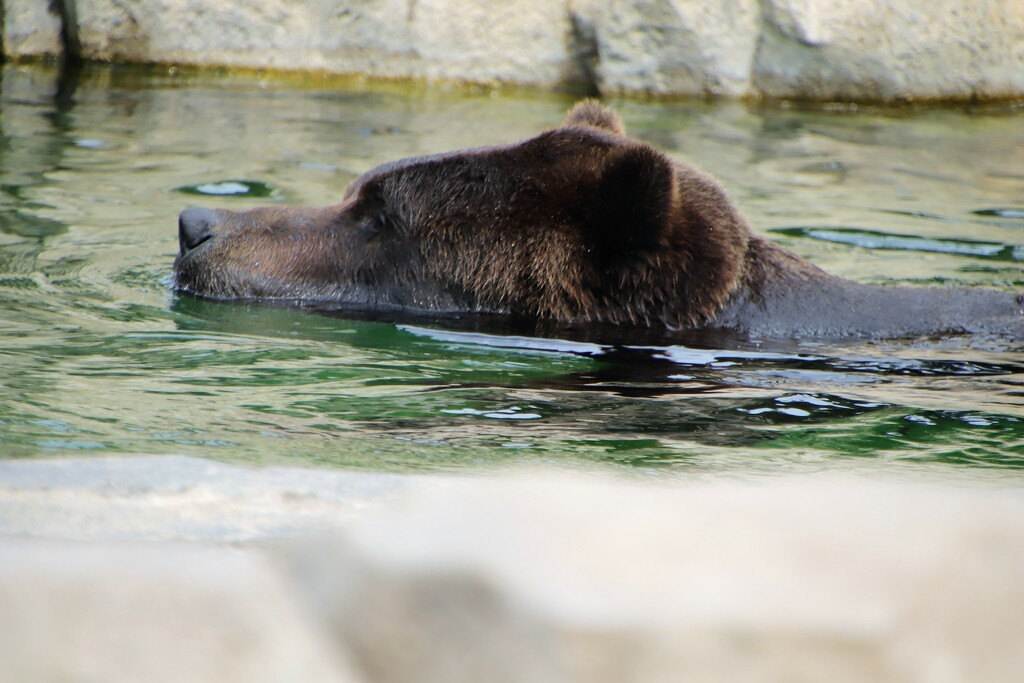 Swimming Bear by randy23