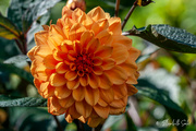 10th Sep 2021 - Orange flower