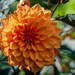 Orange flower by elisasaeter