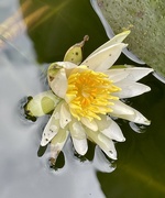 3rd Sep 2021 - Water lily