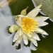 Water lily by tinley23