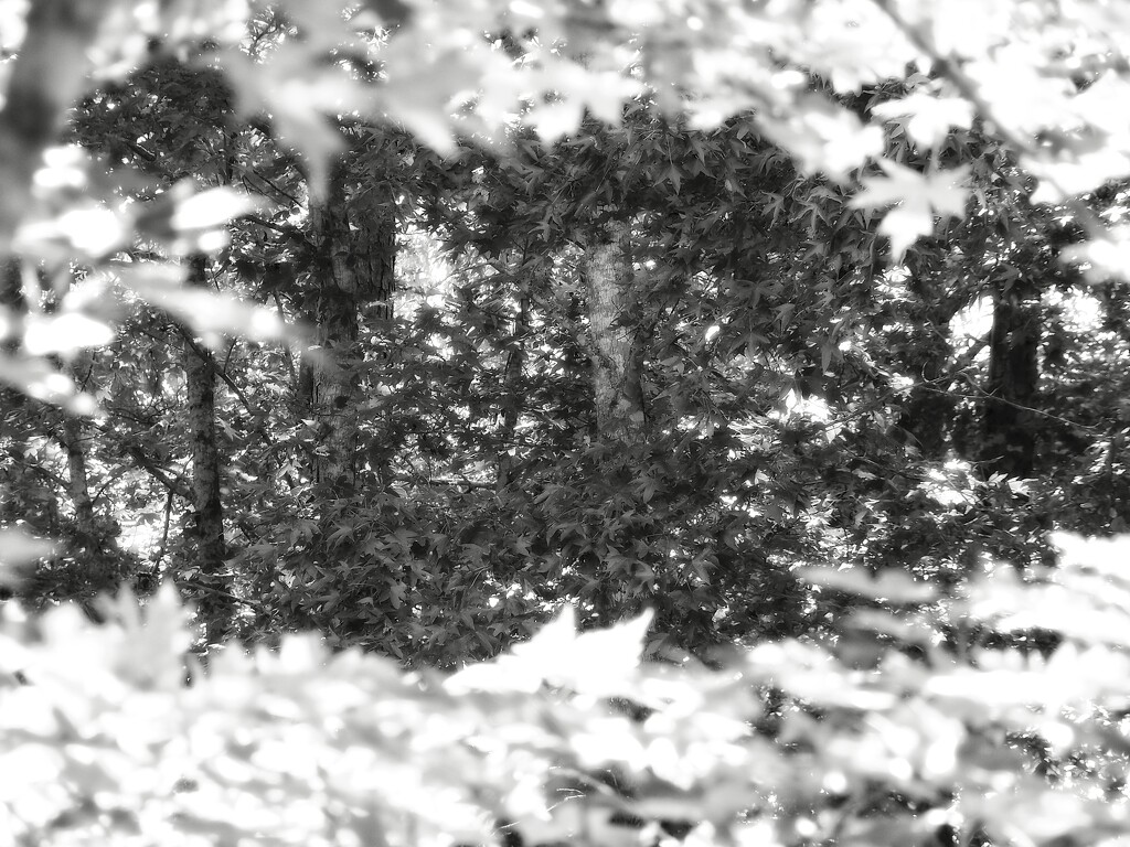 A maple leaf frame... by marlboromaam