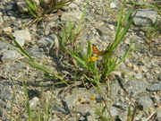 10th Sep 2021 - Butterfly on Flower in Scrapyard