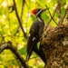 Lady Pileated Woodpeckerd! by rickster549