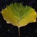 Leaf by mitchell304