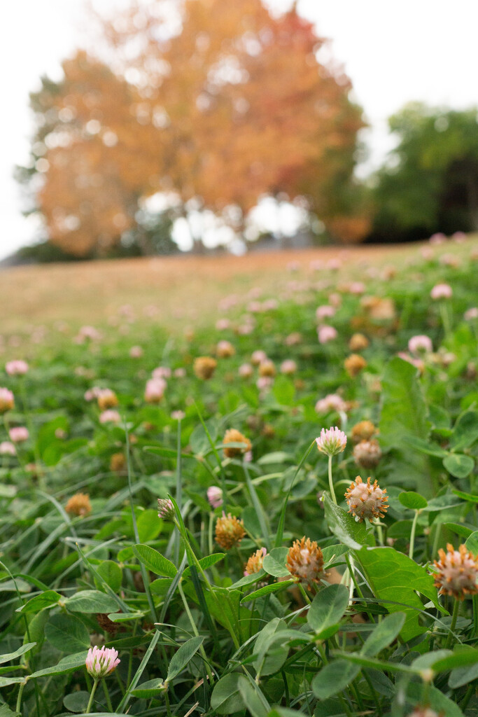 A patch of clover by cristinaledesma33