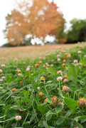 7th Sep 2021 - A patch of clover