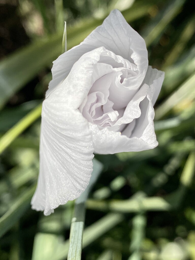 White iris by nicolecampbell