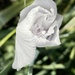 White iris by nicolecampbell