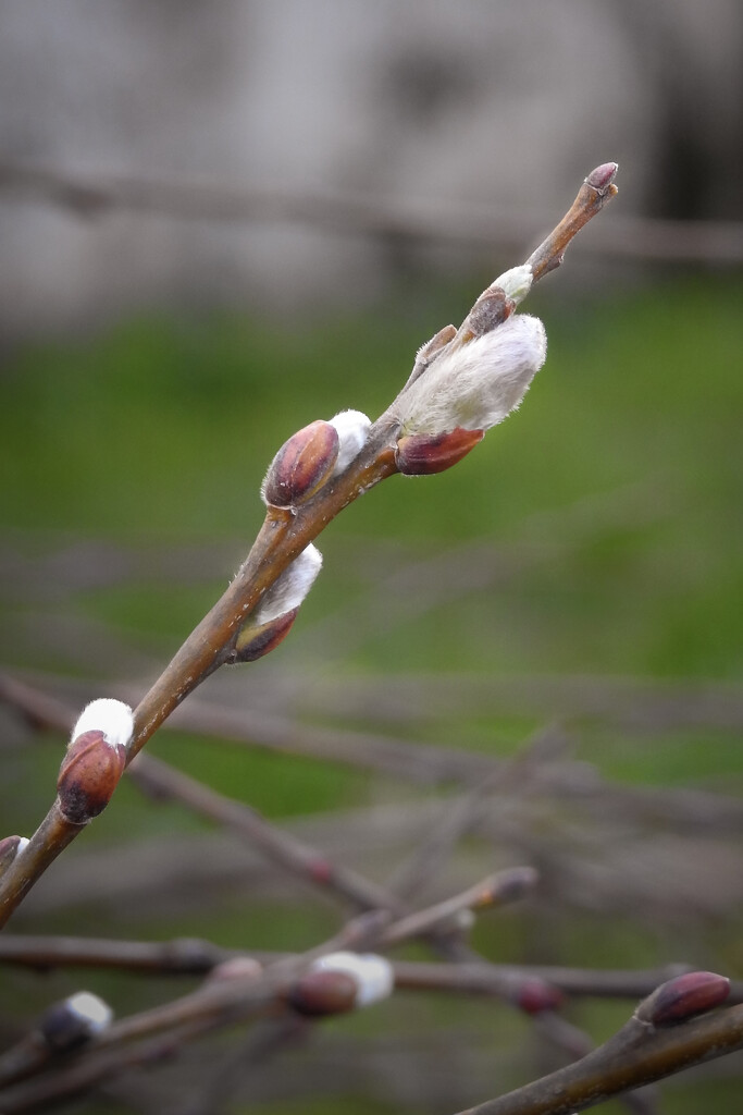 Pussy Willows by nickspicsnz