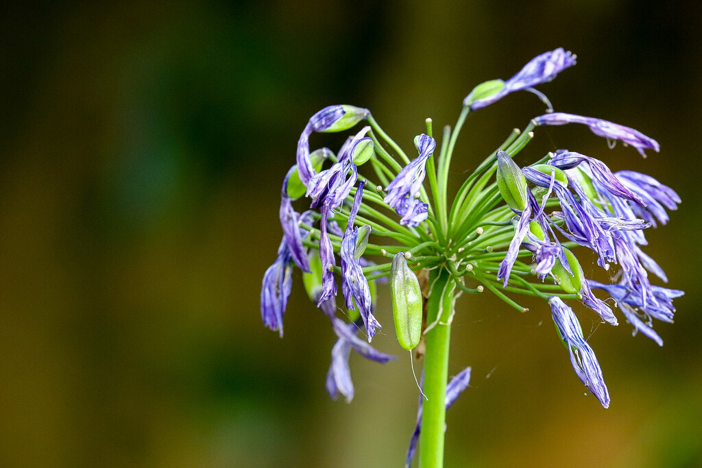 Last of the Agapanthus by phil_sandford