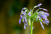 11th Sep 2021 - Last of the Agapanthus