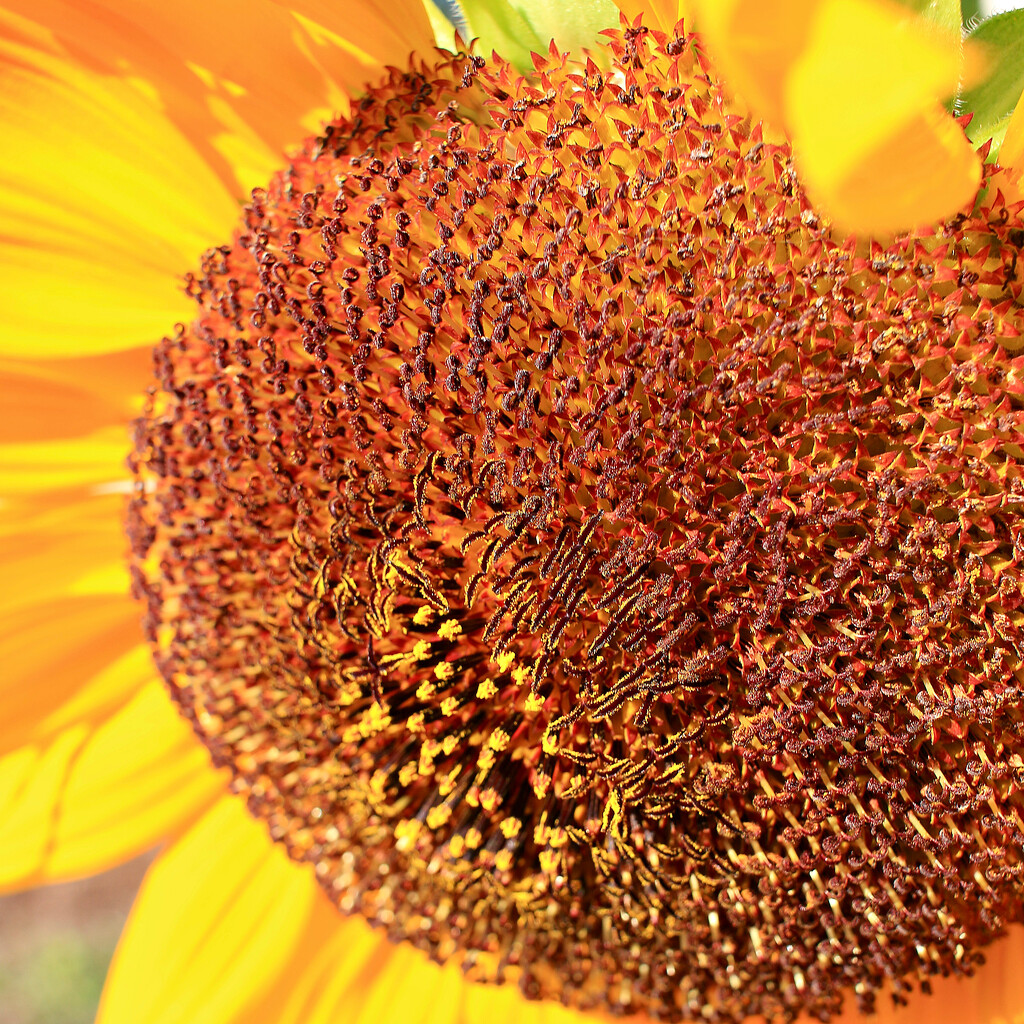 Pollen Galore by juliedduncan