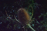 11th Sep 2021 - TEASEL IN EXTREMIS 