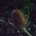 TEASEL IN EXTREMIS 