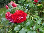 10th Sep 2021 - I love  these roses with the variegated petals