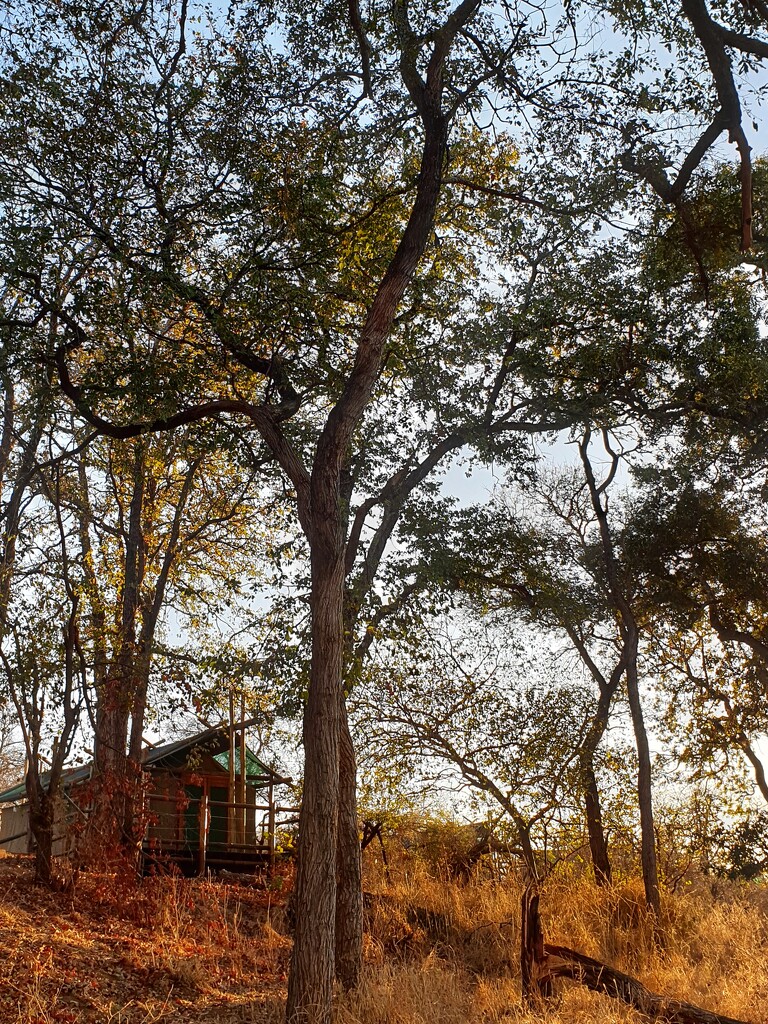 Mtomeni Safari Camp by eleanor