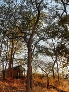 9th Sep 2021 - Mtomeni Safari Camp