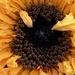 Sunflower  by cataylor41