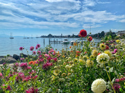 13th Sep 2021 - Festival of dahlias in Morges. 