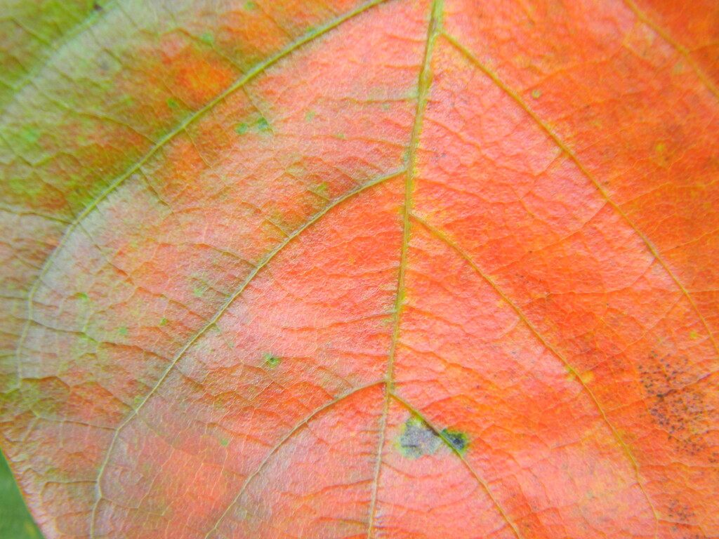Blackgum Leaf Turning Red by sfeldphotos