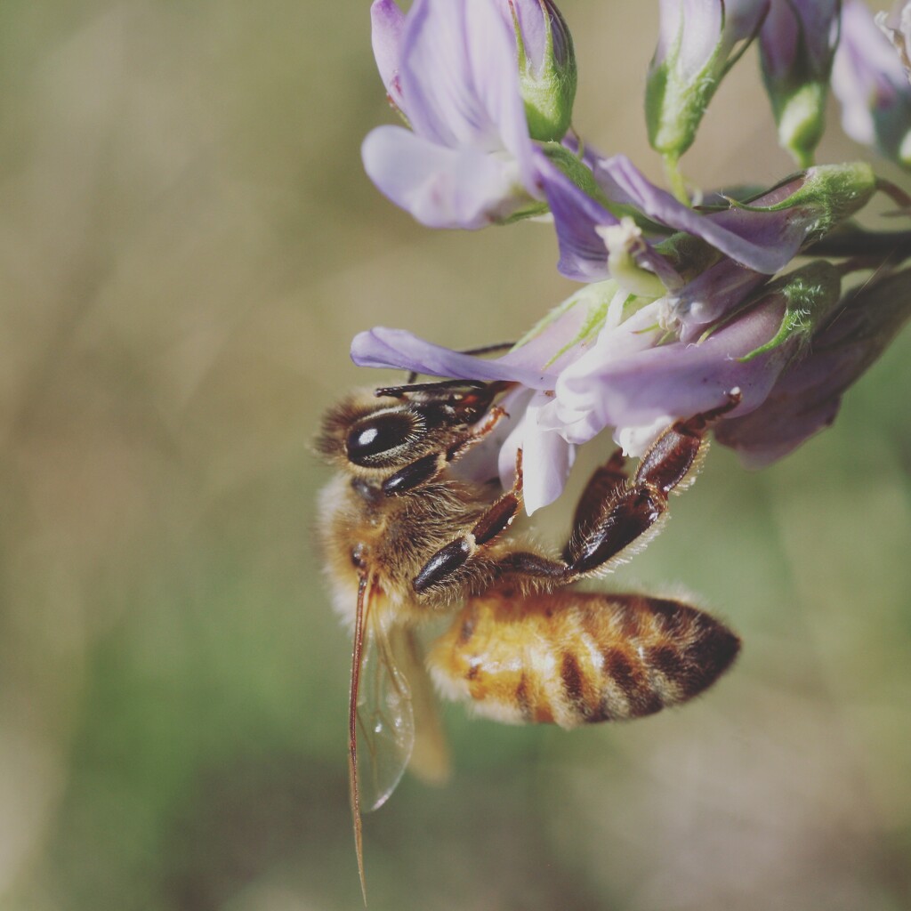 Honeybee  by sarahlh