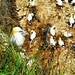  More Gannets At Bempton Cliffs.  by teresahodgkinson