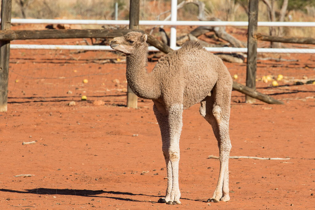 Baby camel by flyrobin
