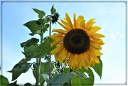 11th Sep 2021 - Sunflower 