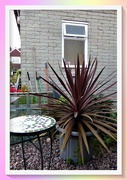 12th Sep 2021 - Cordyline - Red Star 