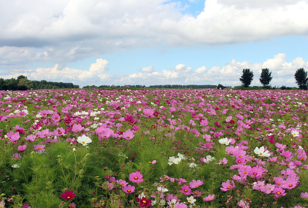 Field with cosmos flowers (stock pic.) by pyrrhula