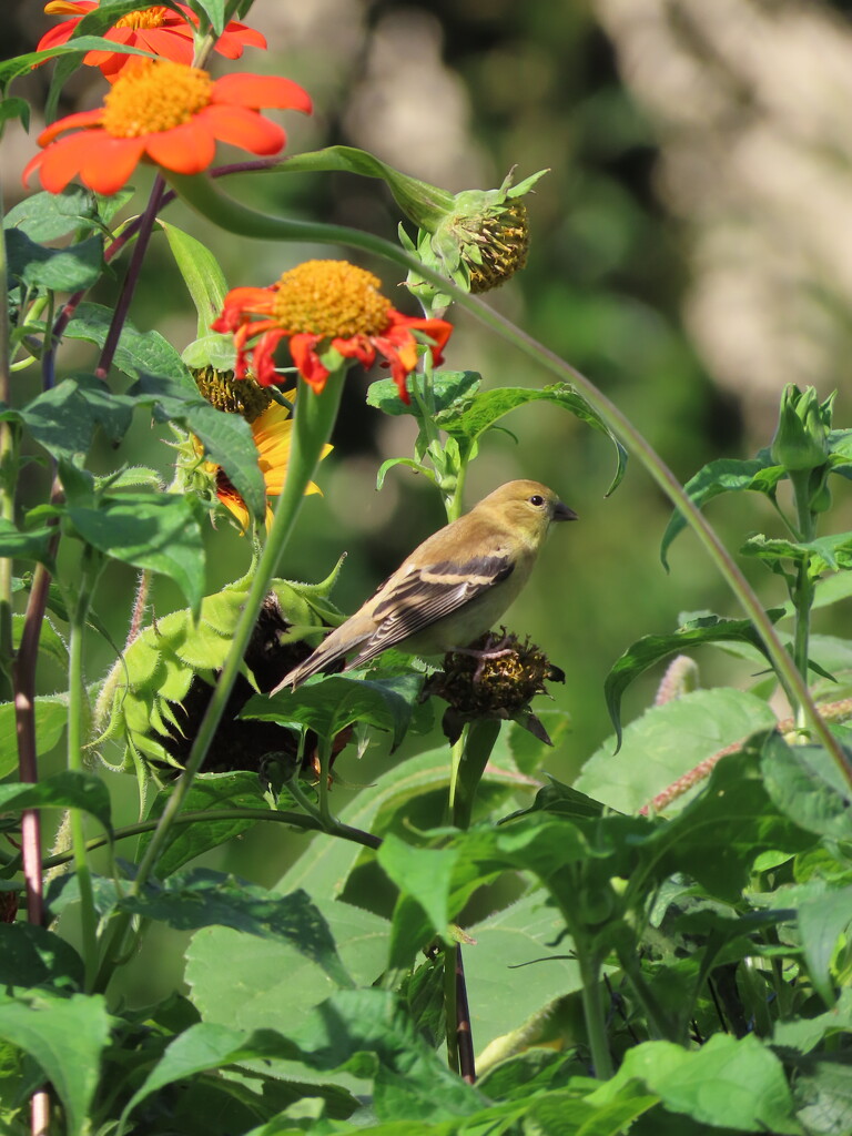 Goldfinch garden by kimhearn