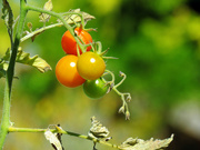12th Sep 2021 - Cherry Tomatoes