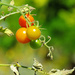 Cherry Tomatoes by seattlite