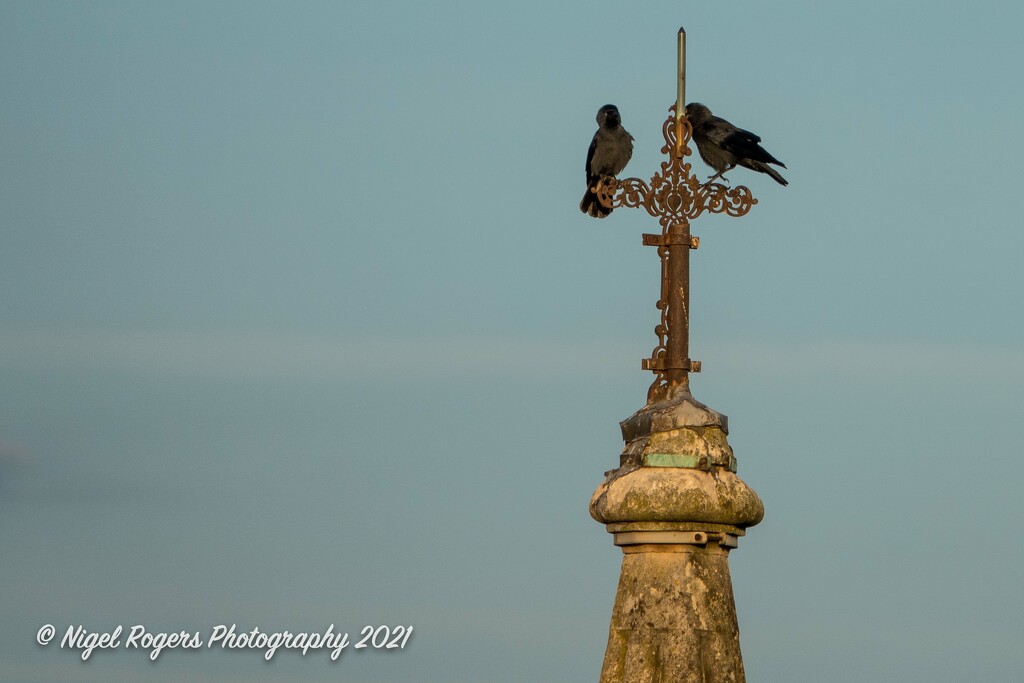 church crows by nigelrogers
