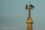 12th Sep 2021 - church crows