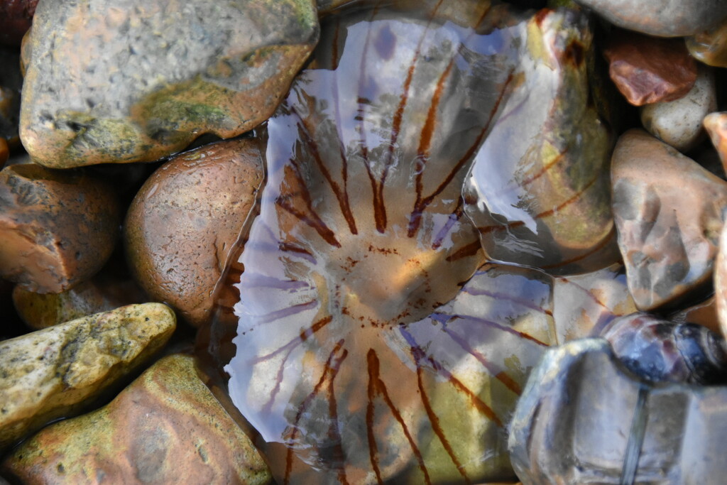 Jellyfish  by wakelys