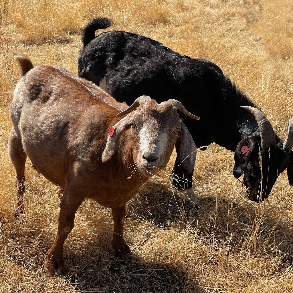 Goats by shutterbug49
