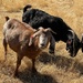 Goats by shutterbug49