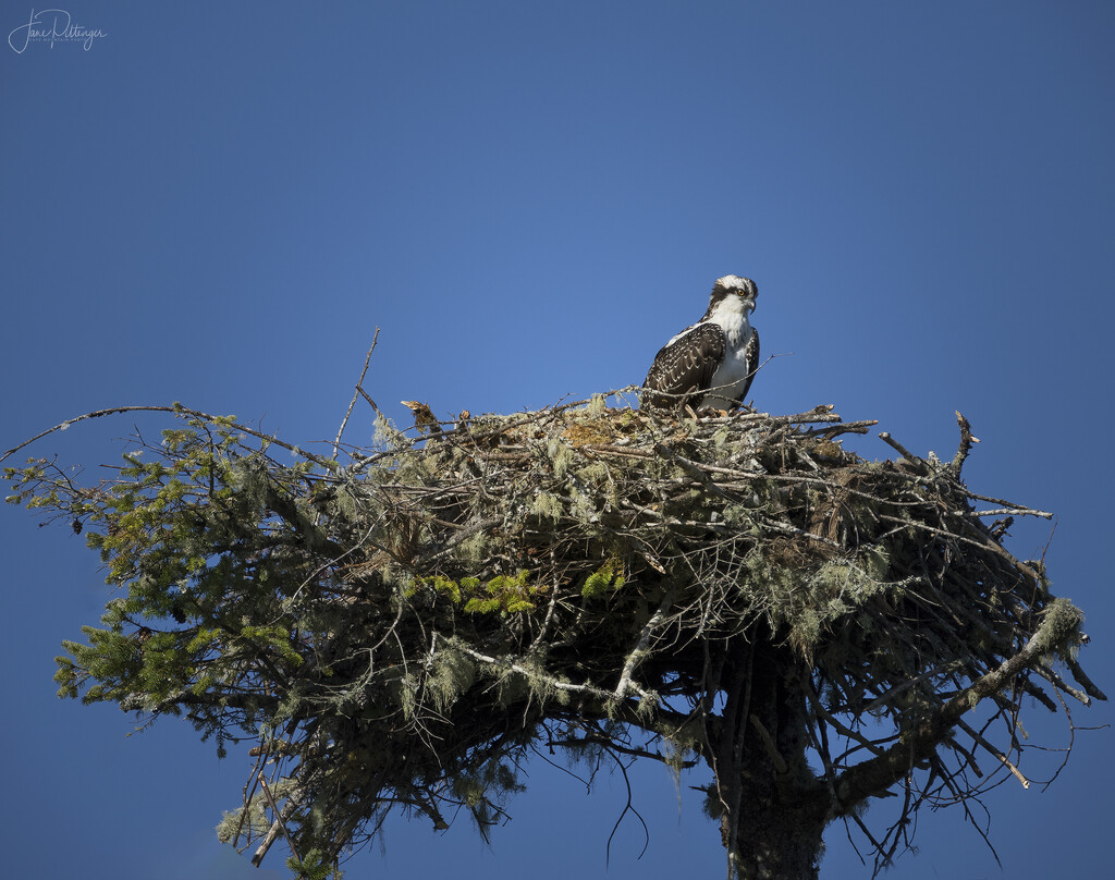 Osprey On the Nest by jgpittenger