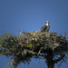 Osprey On the Nest by jgpittenger